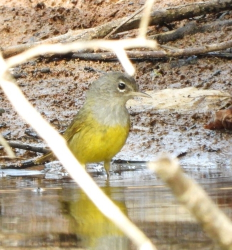 MacGillivray's Warbler (Geothlypis tolmiei)