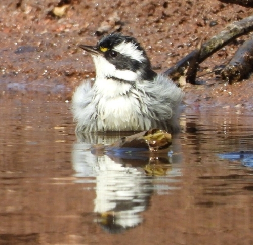 Black-throated Grey Warbler (Setophaga nigrescens), photo 3