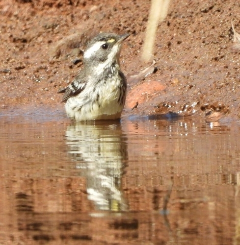 Black-throated Grey Warbler (Setophaga nigrescens), photo 5