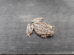 Ranoidea cyclorhynchus