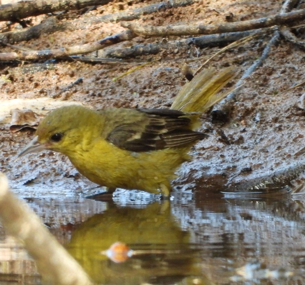 Orchard Oriole (Icterus spurius), photo 5