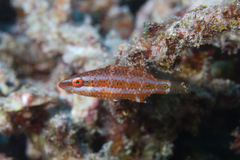 Oxycheilinus orientalis