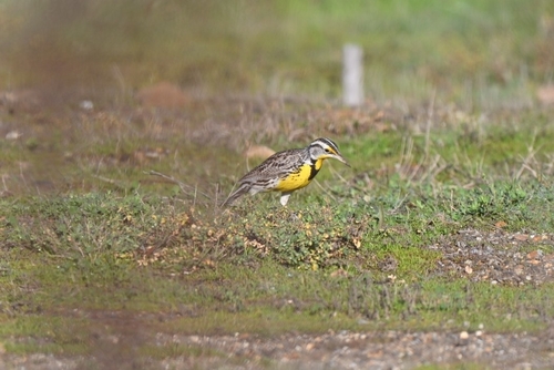 Western Meadowlark