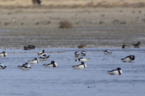 Common Shelduck