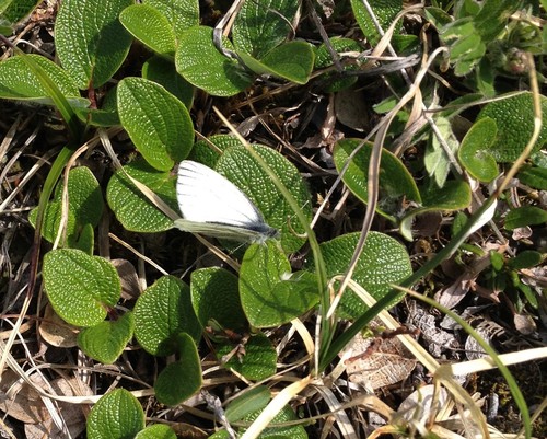 Arctic White photo 2