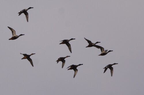 Northern Shoveler