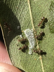 Eucalyptolyma maideni