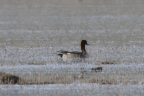 Northern Pintail