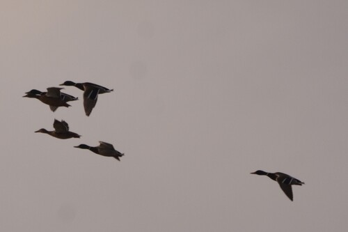 Mallard