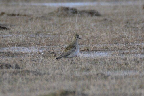 European Golden-Plover