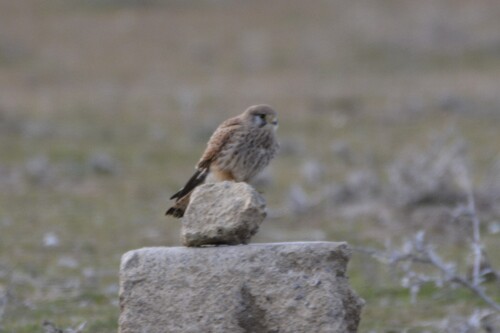 Eurasian Kestrel
