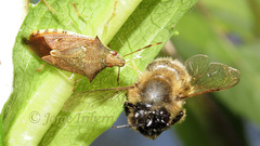 Supputius cincticeps