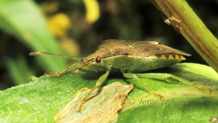 Supputius cincticeps