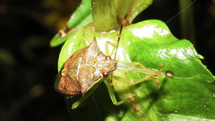 Supputius cincticeps