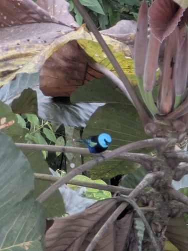 Blue-necked Tanager (Stilpnia cyanicollis), photo 3