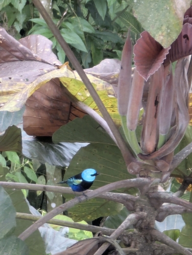 Blue-necked Tanager (Stilpnia cyanicollis), photo 4
