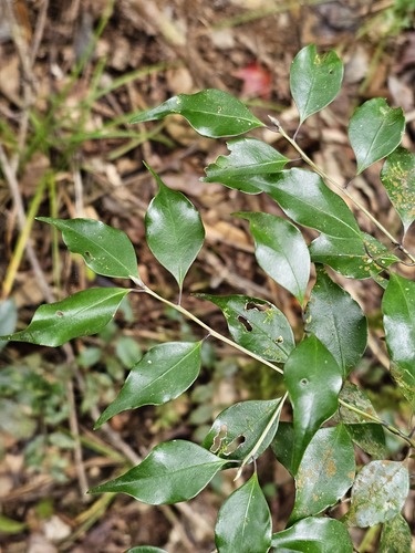 Symplocos shilanensis observed 2026-01-14