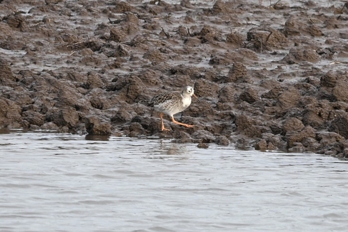 Ruff (Calidris pugnax), photo 5