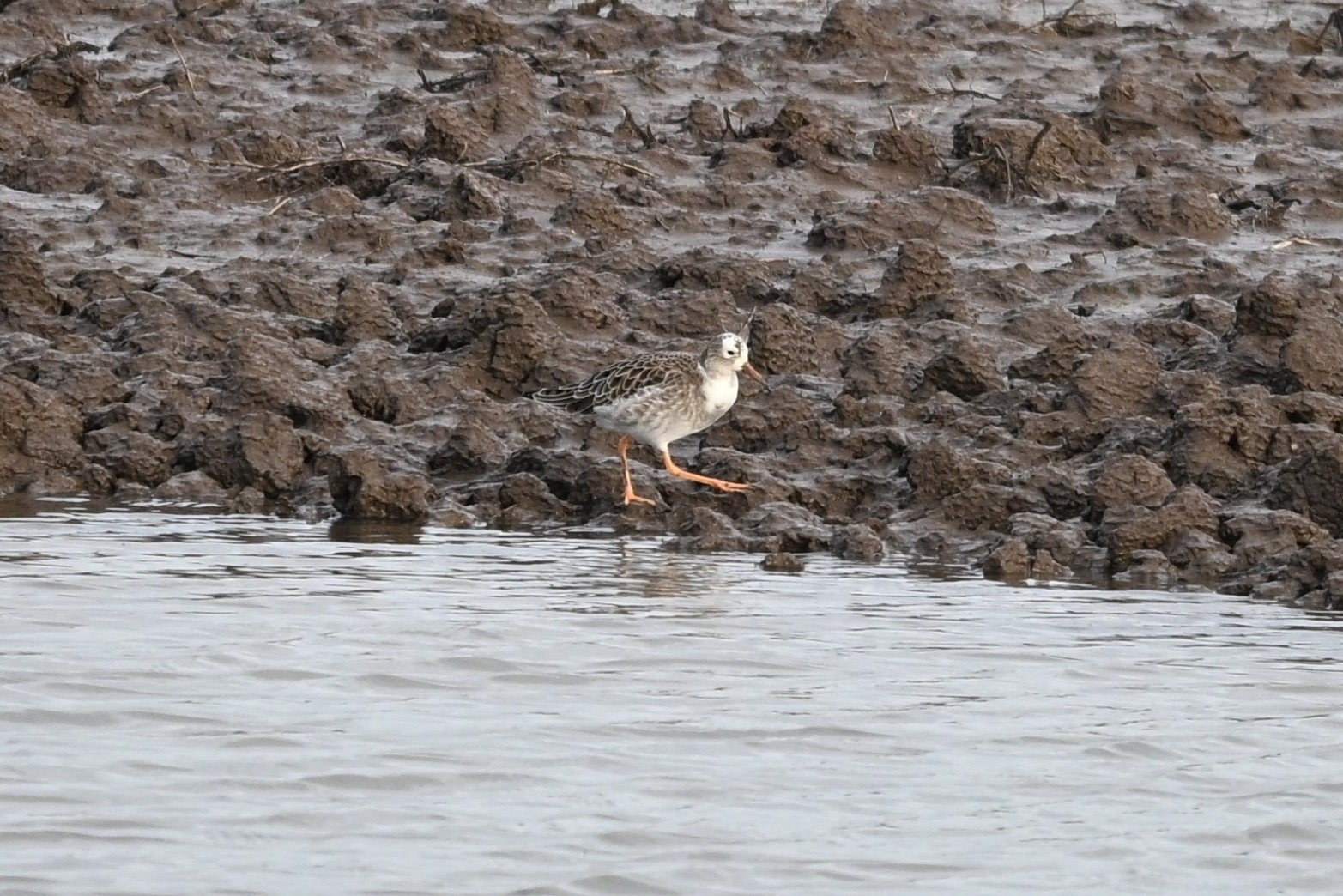 Ruff (Calidris pugnax), photo 5
