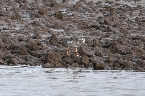 Ruff (Calidris pugnax), photo 6