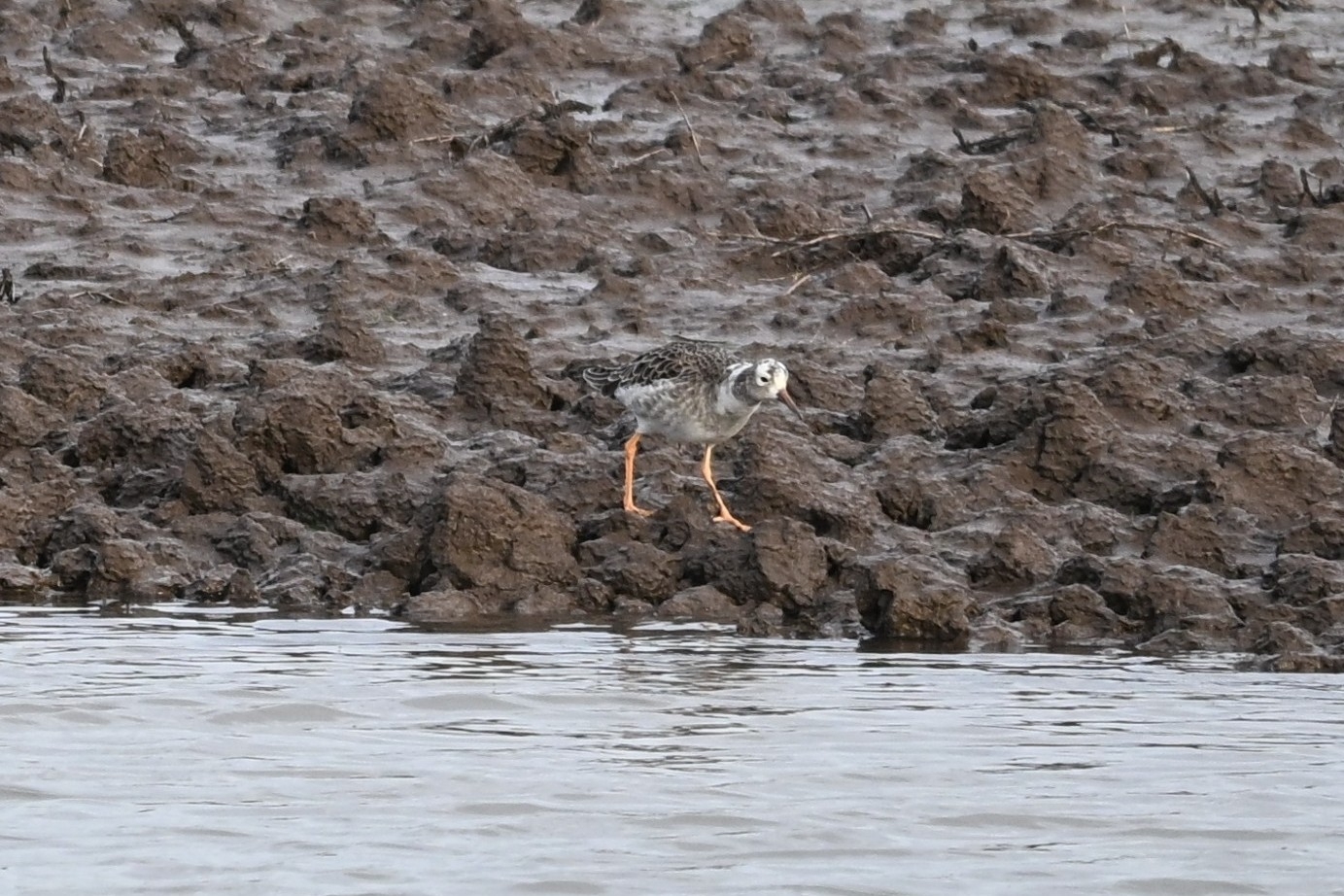 Ruff (Calidris pugnax), photo 6