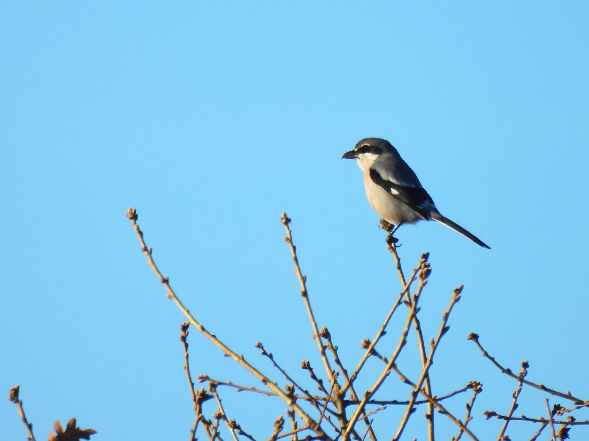 Iberian Grey Shrike (Lanius meridionalis), photo 4