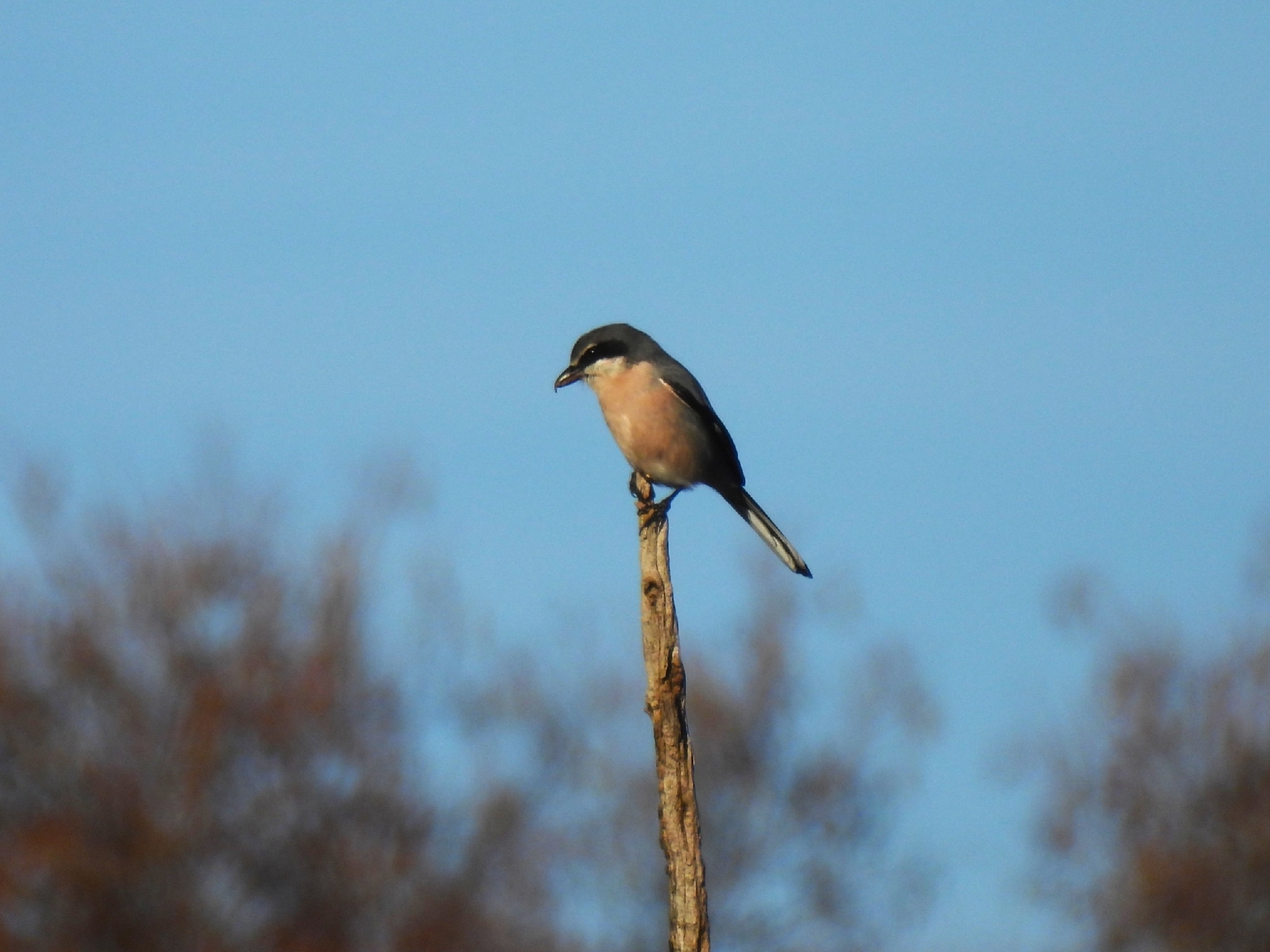 Iberian Grey Shrike (Lanius meridionalis), photo 5