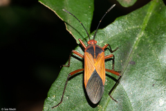 Hypselonotus bitrianguliger