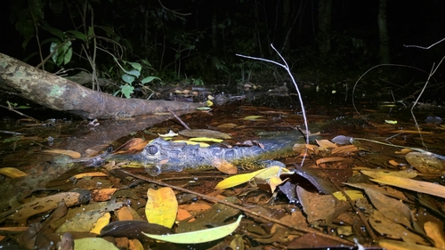 Dwarf Crocodile