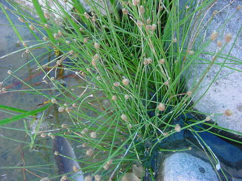 Eleocharis geniculata