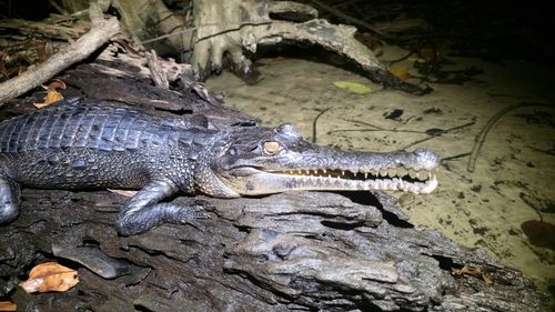 Central African slender-snouted crocodile