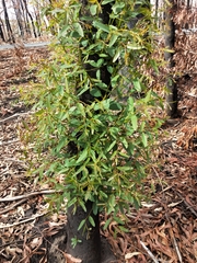 Eucalyptus punctata