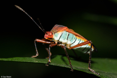 Hypselonotus bitrianguliger
