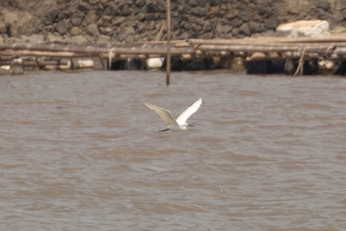 Little Egret