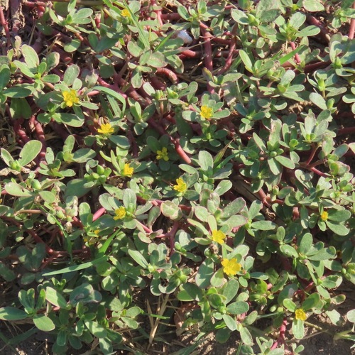 Common Purslane (Portulaca oleracea)