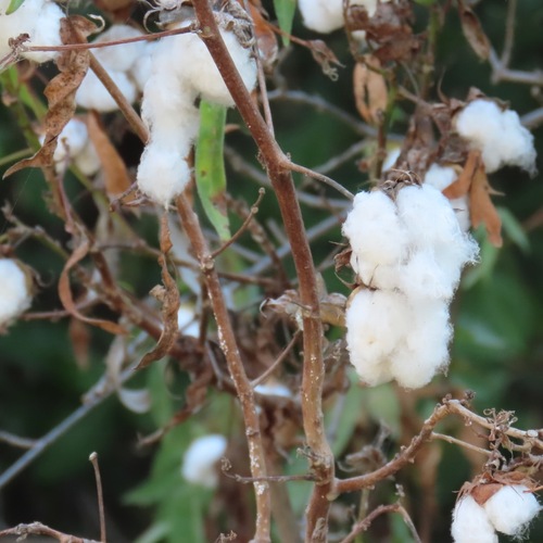 Upland Cotton (Gossypium hirsutum)