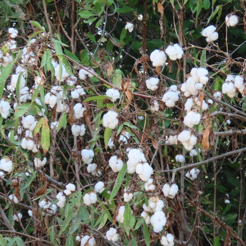 Algodón (Gossypium hirsutum)