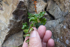 Pellaea calidirupium