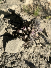 Orobanche cooperi