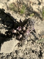 Orobanche cooperi, photograph desertaster, CC0, iNaturalist via GBIF