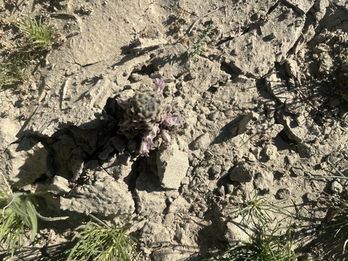 Orobanche cooperi, photograph 2