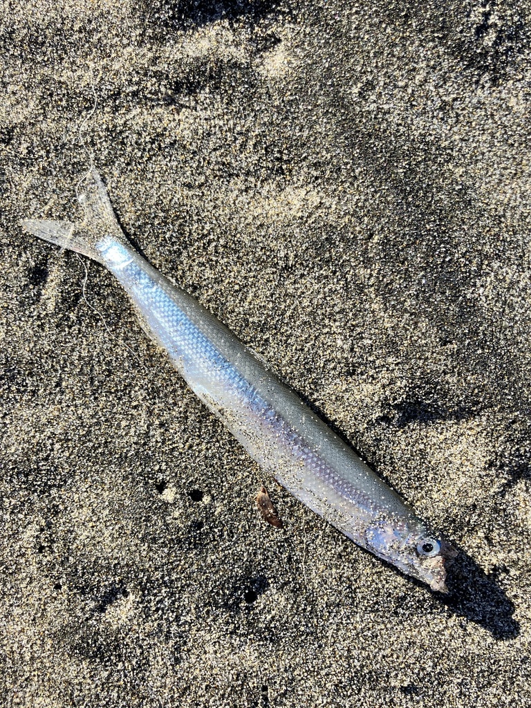 Day smelt (Hypomesus pretiosus) — Osmeridae