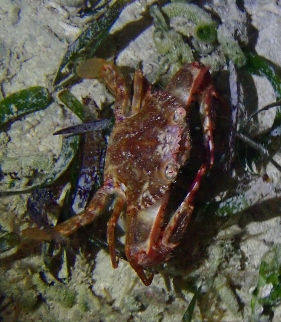 redhair swimming crab