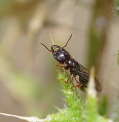 Amblyopone australis