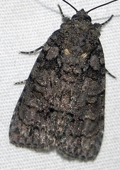 Acronicta tristis