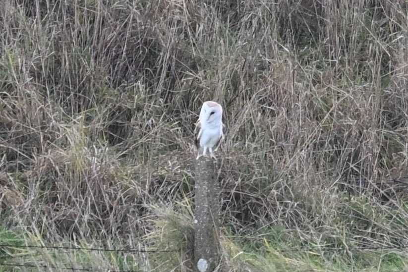 Western Barn Owl (Tyto alba), photo 4