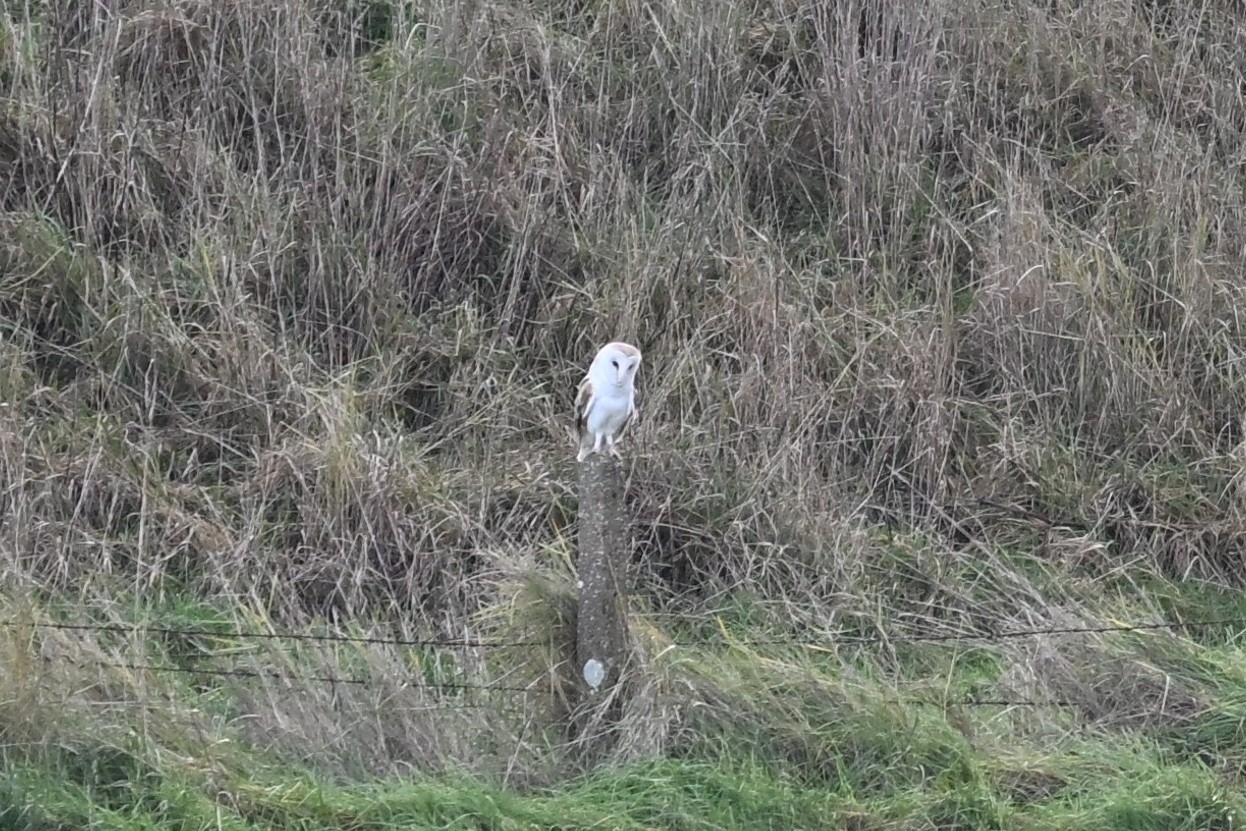 Western Barn Owl (Tyto alba), photo 5