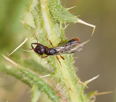 Amblyopone australis