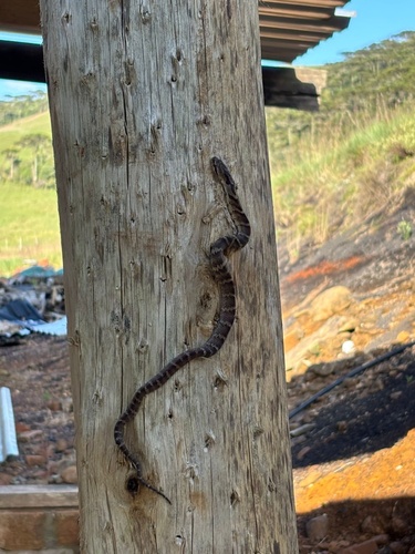 Neuwied's False Fer-de-lance