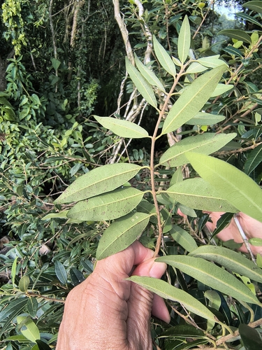 Eugenia pyriformis, photograph 4